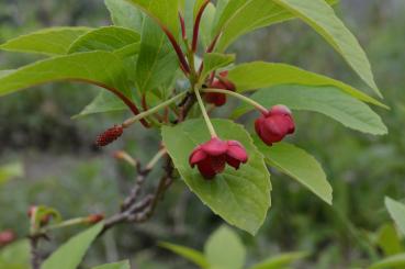 Schisandra (Pflanze)